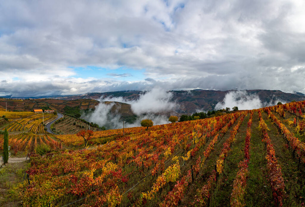 Kolorowy jesienny krajobraz najstarszego regionu winiarskiego w światowej dolinie Douro w Portugalii, różne odmiany winorośli rosnące na tarasowych winnicach, produkcja czerwonego, białego, rubinowego i tawnego wina portowego. - Zdjęcie, obraz
