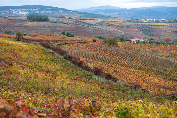 Colorido paisaje otoñal de la región vinícola más antigua del mundo Valle del Duero en Portugal, diferentes variedades de vides que crecen en viñedos en terrazas, producción de vino de Oporto tinto, blanco, rubí y tawny. - Foto, Imagen