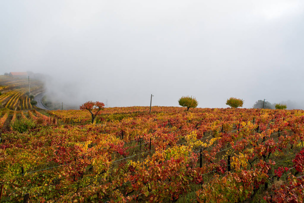 Bunte Herbstlandschaft der ältesten Weinregion der Welt im Douro-Tal in Portugal, verschiedene Rebsorten, die auf terrassenförmigen Weinbergen wachsen, Produktion von rotem, weißem, rubinrotem und tawny Portwein. - Foto, Bild