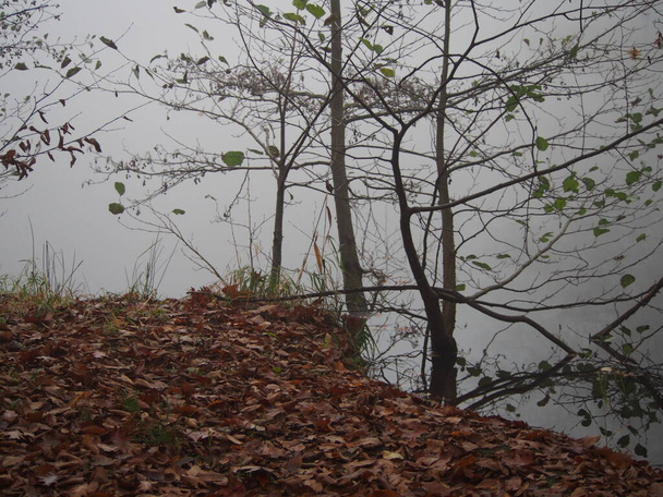 November délután fehér sűrű köd, séta a kastély erdő park száraz időben, fák a szürke délután a tó körül, Radun vár, Cseh Köztársaság, háttér - Fotó, kép