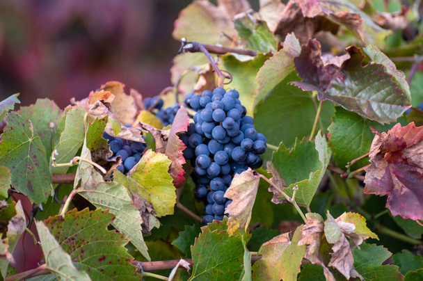 Kolorowe liście i dojrzałe czarne winogrona na tarasowych winnicach doliny rzeki Douro w pobliżu Pinhao jesienią, Portugalia, zbliżenie - Zdjęcie, obraz
