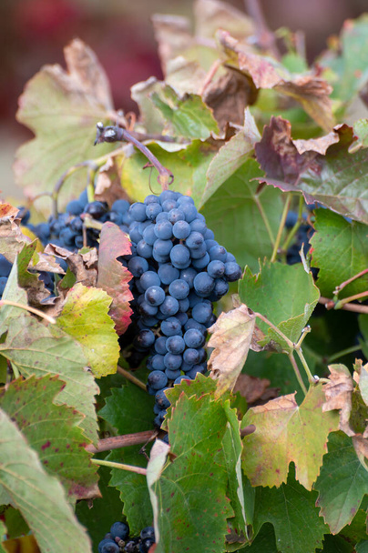 Kolorowe liście i dojrzałe czarne winogrona na tarasowych winnicach doliny rzeki Douro w pobliżu Pinhao jesienią, Portugalia, zbliżenie - Zdjęcie, obraz