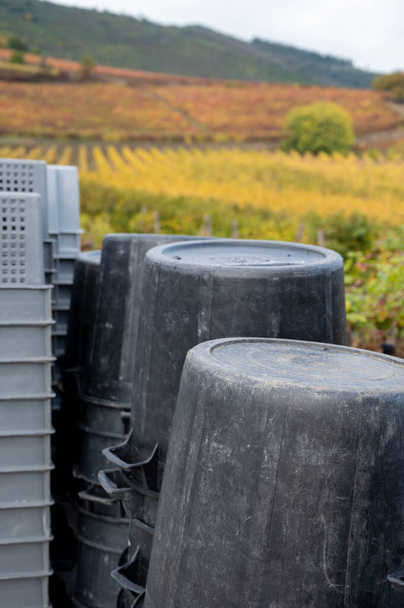 Winemaking in oldest wine region in world Douro valley in Portugal, gray plastic buckets for harvesting of wine grapes, production of red, white and port wine. - Photo, Image