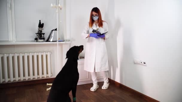 Jeune vétérinaire essaie de faire asseoir le chien et de faire une note dans son carnet - Séquence, vidéo