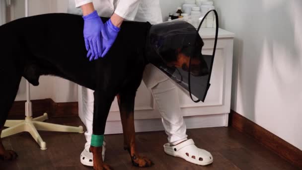 Γυναίκα κτηνίατρος εξετάζει τα μαλλιά του σκύλου φορώντας πλαστικό κολάρο - Πλάνα, βίντεο