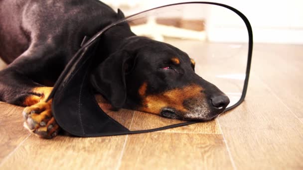 黒の純血犬のドバーマンは近くのプラスチック製の電子カラーで眠っている - 映像、動画