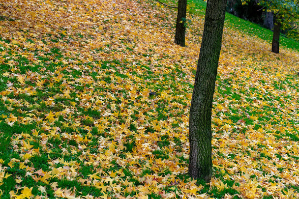 Scène d'automne de feuilles de bouleau multicolores tombées sur l'herbe verte - Photo, image