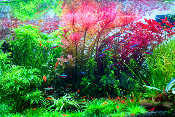 Flock of small blue-red fish amid colorful tree under water 2 - Photo, Image