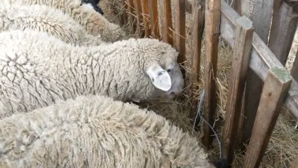 Pequeño rebaño de ovejas blancas intactas Comiendo heno de un comedero en una granja en el pueblo. Oveja divertida con bozales blancos y negros - Imágenes, Vídeo