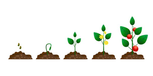 Fase de crecimiento de plantas de dibujos animados. Ciclo de crecimiento del tomate. Estilo plano vectorial. Imagen de archivo. EPS10. - Vector, imagen