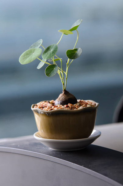 Small potted plants on the table by the window - Photo, Image