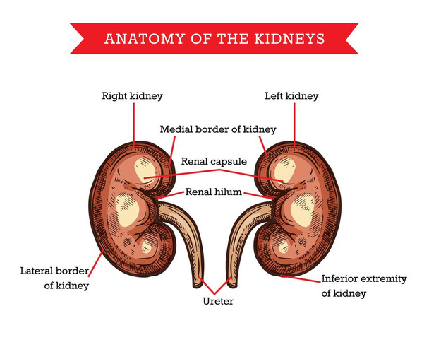 Human kidneys anatomy, vector sketch medicine aid scheme of body organ nephrology treatment. Engraved medical visual aid poster of kidneys with parts names for medical university, hospital or clinic - Vector, Image