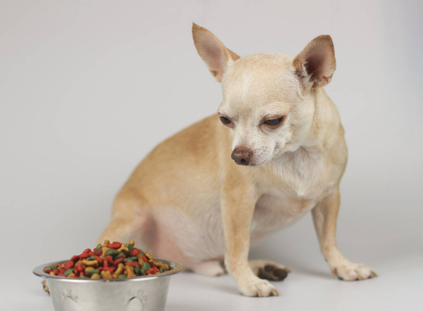 Portrait of brown short hair Chihuahua dog sitting beside dog food bowl and ignoring it.Sick or picky Chihuahua dog doesn't want to eat dog food. Pet's health or behavior concept. - Foto, immagini