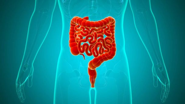 Illustration 3D de l'intestin grêle et du gros intestin anatomie du système digestif humain pour le concept médical - Photo, image