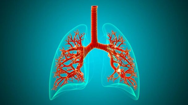 Longen Human Respiratory System Anatomie voor Medisch Concept 3D Illustratie - Foto, afbeelding