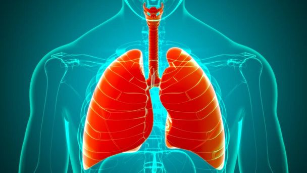 Anatomie du système respiratoire humain de poumons pour l'illustration médicale de concept 3D - Photo, image