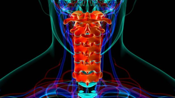 Anatomia das vértebras cervicais da coluna vertebral do esqueleto humano - Foto, Imagem