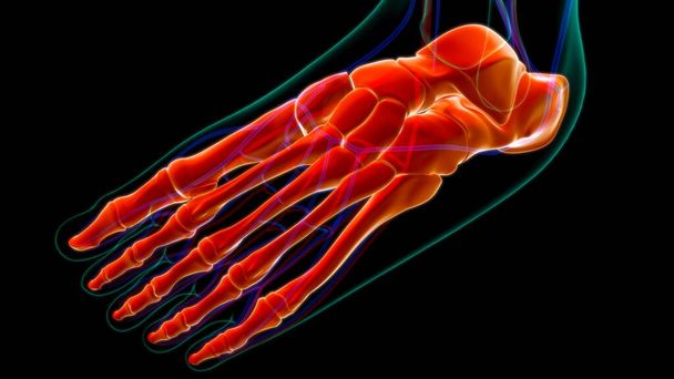 Human Skeleton Foot bone Anatomy For Medical Concept 3D Illustration - Fotografie, Obrázek