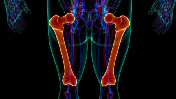 Anatomia do esqueleto humano Renderização 3D do osso do fêmur para o conceito médico - Foto, Imagem