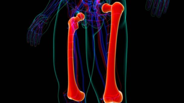 人間の骨格解剖学｜医学的概念のための大腿骨骨骨3Dレンダリング - 写真・画像