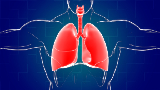 Анатомия дыхательной системы легких для медицинской концепции 3D иллюстрация - Фото, изображение
