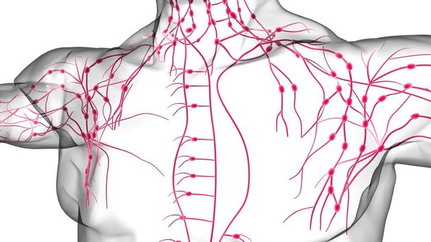 医療概念のためのヒトリンパ節解剖学3Dイラスト - 写真・画像