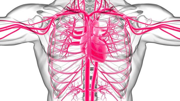 Человеческое сердце с анатомией системы кровообращения для медицинской концепции 3D иллюстрации - Фото, изображение