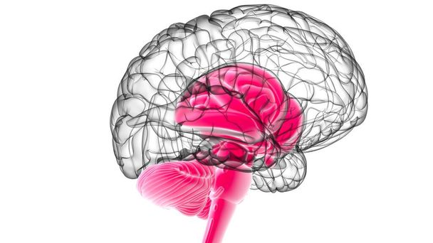 人間の脳内パーツ｜医学的概念の解剖学3Dイラスト - 写真・画像