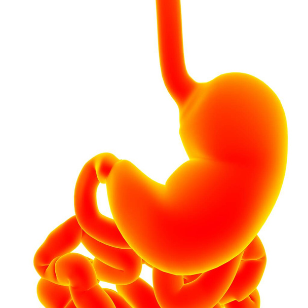 Sistema digestivo humano de la anatomía estomacal para la ilustración 3D del concepto médico - Foto, imagen