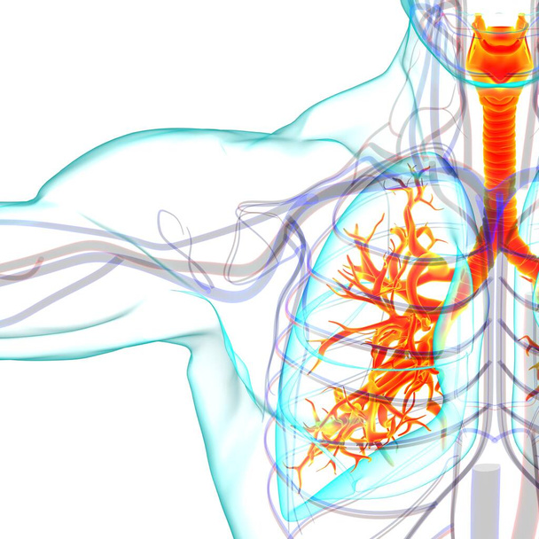 Anatomía del sistema respiratorio humano de los pulmones para la ilustración 3D del concepto médico - Foto, imagen