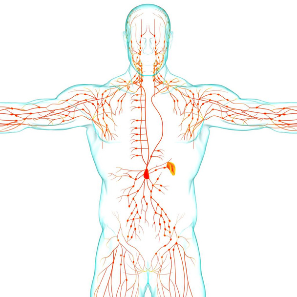 Emberi nyirokcsomók anatómia orvosi koncepció 3D illusztráció - Fotó, kép