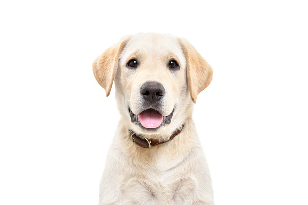 Portrait of a cute Labrador puppy, looking at camera, isolated on white background - Фото, зображення