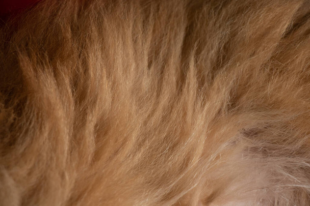 fourrure d'un chien roux comme fond close-up - Photo, image