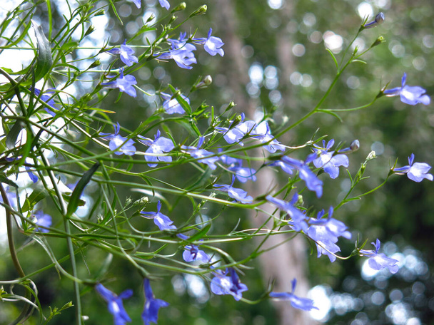 Lobelia kwitnie delikatnymi niebieskimi kwiatkami - Zdjęcie, obraz