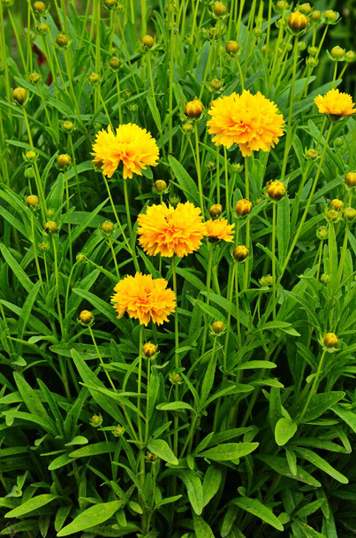 Duży grupa żółty kwiat lanceolata (Coreopsis lanceolata) na kwietnik - Zdjęcie, obraz
