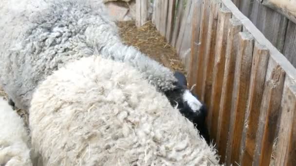 Небольшое стадо нестриженных белых овец, поедающих сено с кормушки на ферме в деревне. Смешные овцы с черно-белыми мордами - Кадры, видео