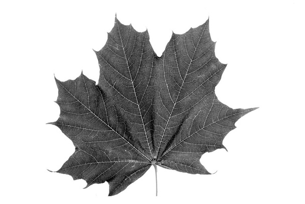 Noors esdoornblad in zwart-wit uitgesneden op witte achtergrond - Foto, afbeelding