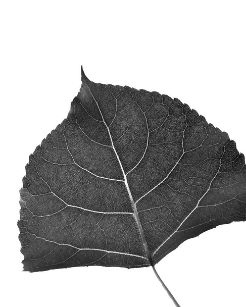 Hoja de Cottonwood en blanco y negro cortada sobre fondo blanco - Foto, Imagen