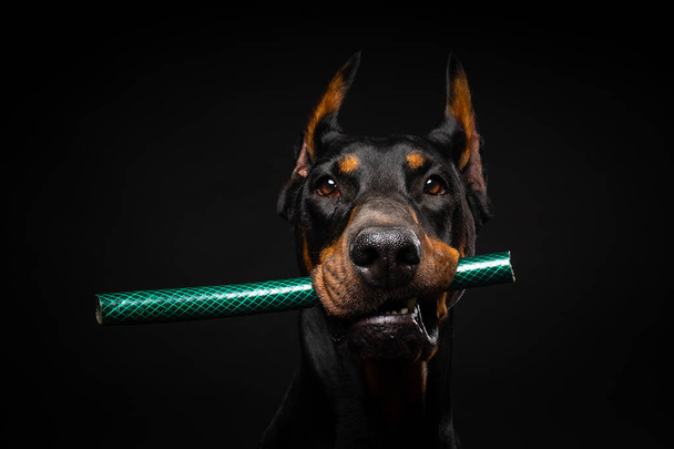 独立した黒い背景で撮影された、その口の中におもちゃを持つドバーマン犬の肖像画。スタジオショット、クローズアップ. - 写真・画像