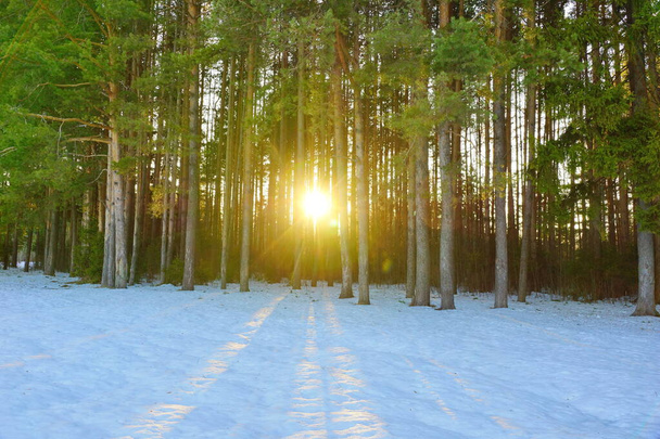 paisaje de invierno en un bosque de pinos el sol brilla a través de los árboles sombras en la nieve - Foto, imagen