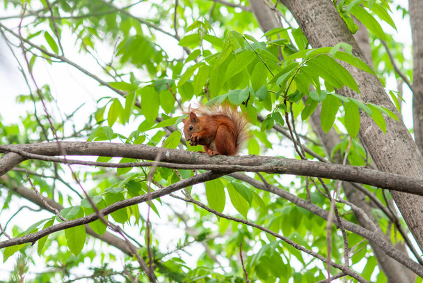 Czerwona wiewiórka na drzewie z grudką w łapach. Skupienie selektywne - Zdjęcie, obraz