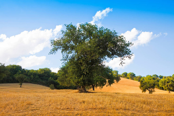 黄金のトスカーナの小麦畑に孤立した木- (イタリア) -画像をトーン - 写真・画像