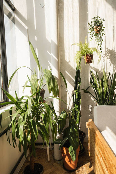 Boho-Stil modernes Wohndesign. Viele Eigenheimpflanzen gegen Betonmauern. Schattenreflexe des Sonnenlichts an der Wand. Kaktus, saftig im Topf. - Foto, Bild