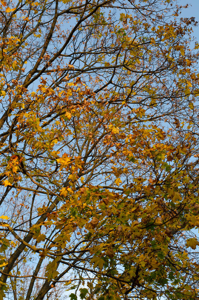 Maple trees with yellow foliage against the blue sky in the autumn Park. - Fotoğraf, Görsel