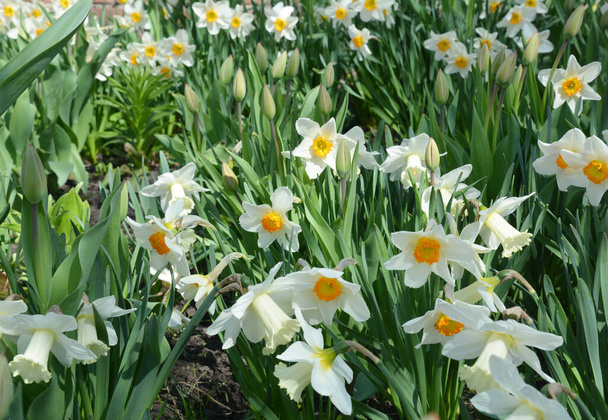 Красиві квіти нарцисів, біло-жовті нарциси цвітуть навесні на клумбі. фон нарцисів
.  - Фото, зображення