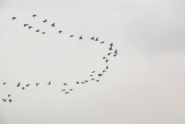 перелетные птицы в небе - Фото, изображение