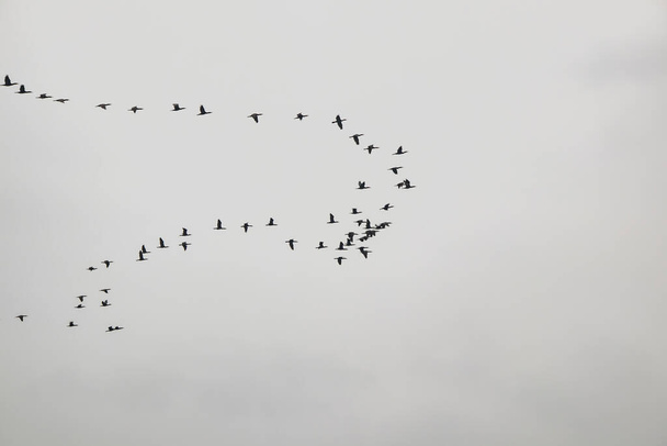 trekvogels in de lucht - Foto, afbeelding
