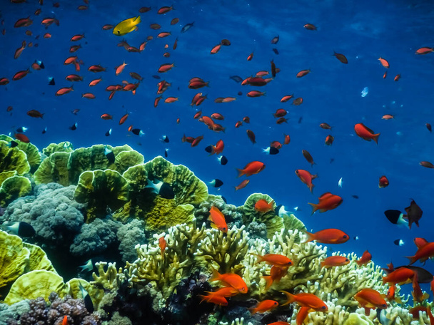 many colorful fishes and corals in blue sea in egypt on vacation - Photo, Image