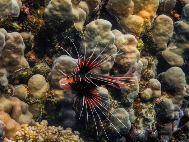 radial firefish flows over corals in the red sea while diving - Photo, Image