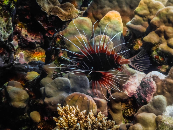 radial firefish flows while diving in the red sea large view - Photo, Image